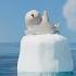 SEAL Capella L SEALOOK L EP 10