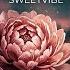 Sweetvibe Пион Official Audio