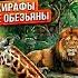СУПЕР ДЕНЬ В ЖИЗНИ Повели детей в лучший зоопарк Одессы