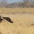 Incredible Lions Catching A Calf From Buffalo Herd Video