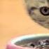 Whiskas RUS