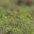 Baby Wildebeest Meets Baby Hyena Destination WILD
