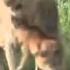 Wow Lion Chases Wildebeest Calf With Amazing Surprise Ending