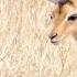 Was It The Baboons Or The Jackals Who Did It Kruger National Park
