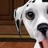 DogWorld My Puppy The Cute Puppy Dog