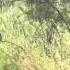 Lion S Stalk Baby Wildebeest