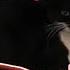 77 Maxwell The Cat Huge Compilation Sound Variations In 361 Seconds
