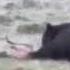 Bear Eating An Elk Calf Part 1