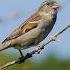 Female House Sparrow Passer Domesticus Chirps Birds
