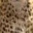 Cheetah Vs Baby Gazelle BBC Wildlife
