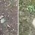 Moment Russian Soldier Catches And Throws Away Ukrainian Drone Bombs
