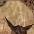 Shaky Video Cheetah Playing With Baby Gazelle Before Eating It