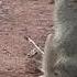2006 Baboon Attacking Gazelle