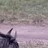 Wildebeest Vs Wild Dogs