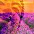 RAISE VIBRATION 528Hz Positive Energy Be Positive Minded Calm Balanced Meditation Music