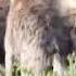 Spotted Hyenas Hunting A Young Wildebeest