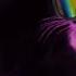 Maxwell The Cat Sound Variations In 60 Seconds Ayieeeks S Archive