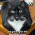 Maxwell Catloaf Maxwell Catloaf Cats Cutecats Funnycats