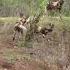 Pack Of Wild Dogs Against One Water Buck Cow Who Will Win Round One To The Water Buck