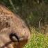 Leopard Attack A Buffalo Calf Yala National Park