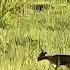 Gazelle Mom Saves Calf From Jackal Only To Be Found By A Hyena