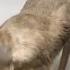 Speke S Gazelle Calf