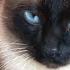 Коты не спрашивают они просто берут все что им надо Сиамский КОТ и КОШКА