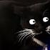 Maxwell The Cat Dancing Sound Variations In 40 Seconds