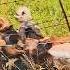 Strangest Tug Of War Between Wild Dogs Impala And Fence
