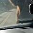 Grizzly Family Attack Ytshorts Grizzlybear Attack Dashcam Usashorts Shortsfeed