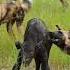 African Wild Dog Hunting Buffalo Calf Moremi Game Reserve Botswana