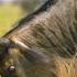 Новорожденные антилопы гну под прицелом хищников Планета Земля 4K UHD BBC Earth