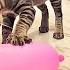 Cat Reaction To Playing Balloon Funny Cat Balloon Reaction Compilation 2019