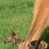 3 Baby Deer Fawns Born At Oregon Dairy This Morning