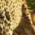 Lone Wildebeest Calf Falls Victim To Cheetahs