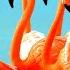 Stunning Pink Water Birds Flamingo Relaxation Music Calming Music