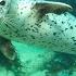 2 Hours Of Harbor Seals To Relax Study To Lofi Hip Hop Monterey Bay Aquarium Krill Waves Radio
