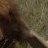 Male Lion Killing The Baby Wildebeest