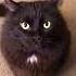 Maxwell Black Cat Whines And Attacks Camera