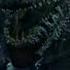 Godzilla 1998 Entry Scene Clip 1 In Tamil