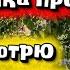 Песенка про счастье Я смотрю по сторонам