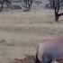 Jackal Hunts Topi Calf In Front Of Its Mother