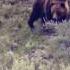 Grizzly And Cubs Consume An Elk Calf