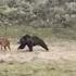 Grizzly Bear Hunting Bison Calf