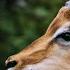 Gazelle Sound Effect Animals Sound Effects