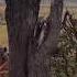 Two Wildebeest Stuck Together While A Clan Of Hyenas Eats One Alive