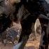 Rare Footage Of African Wild Dogs Painted Wolves Returning To Their Den To Feed Puppies 4K GoPro