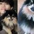 BTS Member S With Their Pets Comment Your Favorite Idol Name Kpopidolk Jk Rm Jimin Jin Btsv