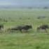 DSC 2858 Hyenas Chasing Wildebeest Calf AVI