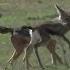 Angry Gazelle Mother Chases Off Hungry Jackal